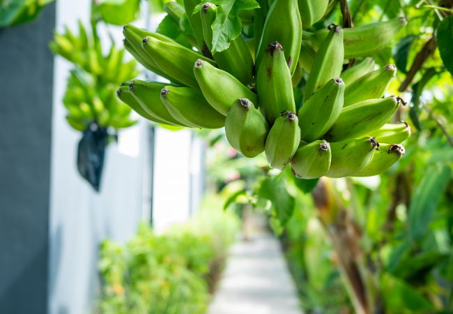 Villa in Saint-François - NOUAH Villa in Saint-François - NOUAH