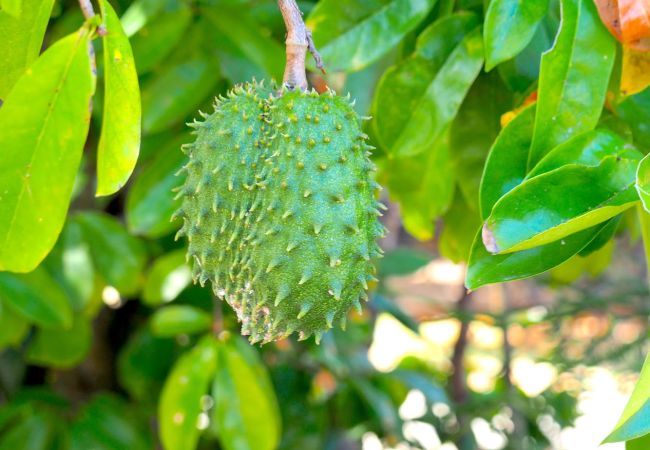 Villa in Le Gosier - ROUGE Villa in Le Gosier - ROUGE