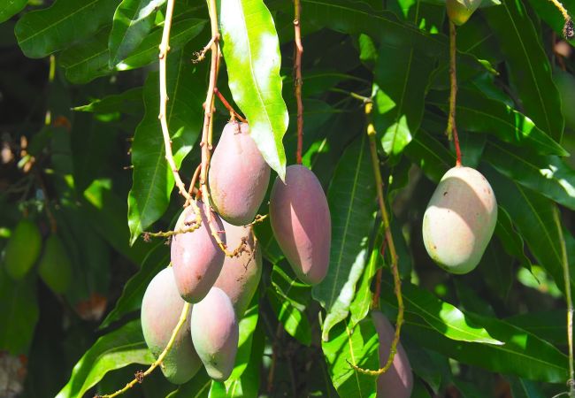 Villa in Le Gosier - ROUGE Villa in Le Gosier - ROUGE